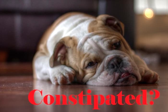 Bulldogs are the breed most likely to become constipated and sometimes can be helped without a visit to the vet.
