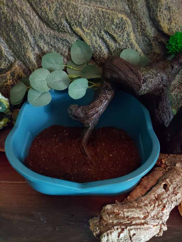 How to Care for a New Leopard Gecko PetHelpful