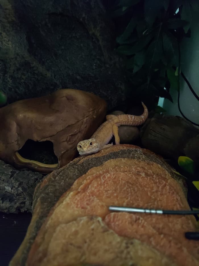 Be sure to have a flat surface underneath the heat lamp for your gecko to bask that absorbs heat!