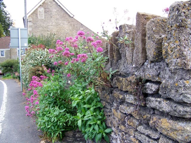 Valerian, Norton St Philip Valerian is one of the oldest known nervine herbs, it is used as a sedative and anti-spasmodic in the treatment of nervous and anxiety problems.