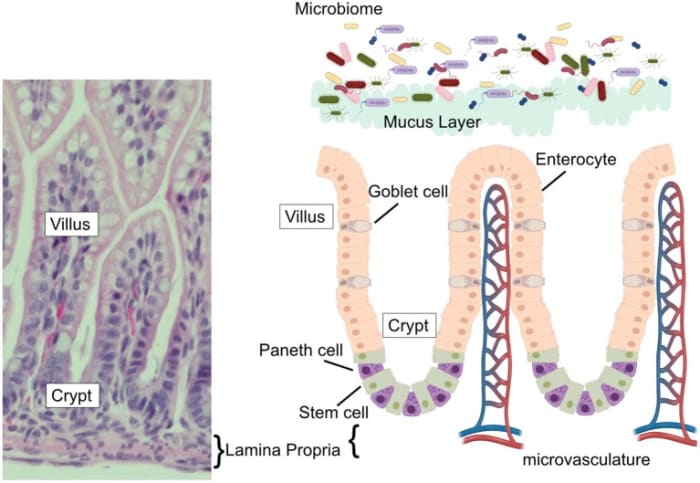 Lining of a villus in the small intestine