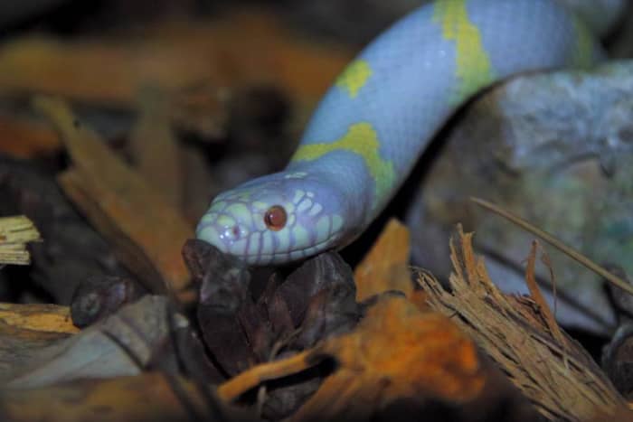 the-simple-way-to-overcome-lifes-fiery-serpents
