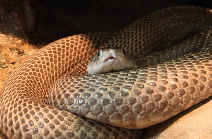 the-simple-way-to-overcome-lifes-fiery-serpents