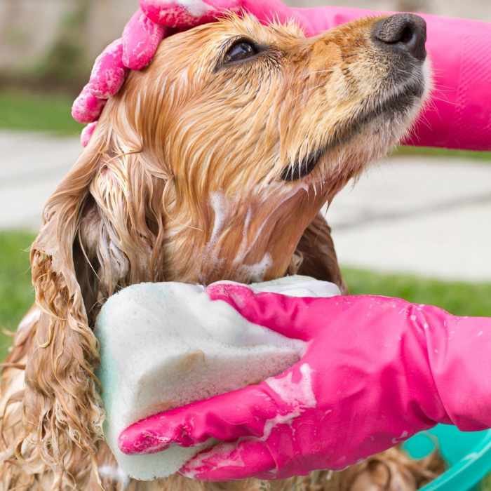 How to Get Rid of Fleas on a Puppy Fast HubPages