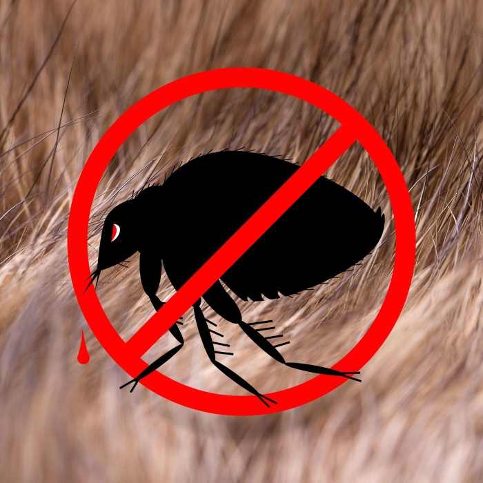 How to Get Rid of Fleas on a Puppy Fast HubPages