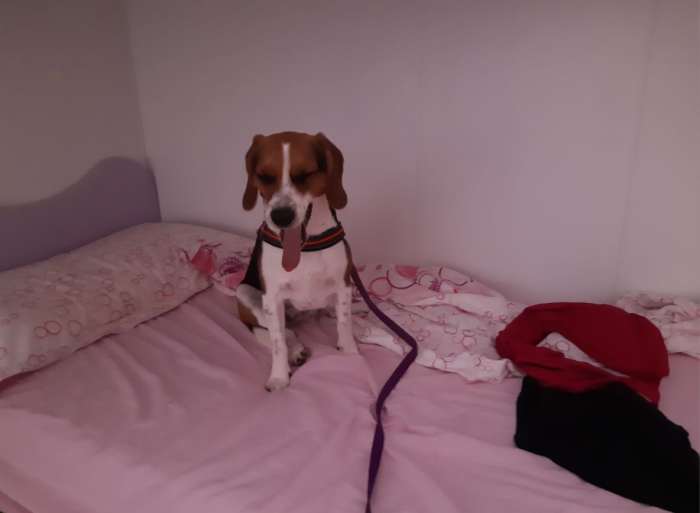 Help, My Dog Hates Having the Harness Put On! PetHelpful