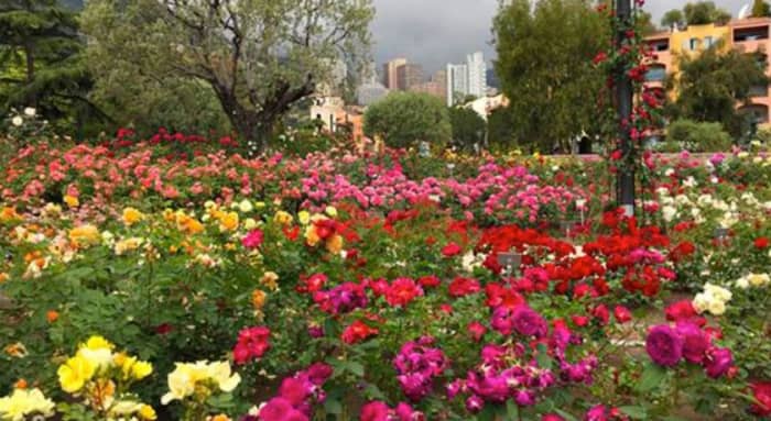The Prince Grace Rose Garden was Dedicated in 1984 and had been Commissioned by Rainier III in Memorium to his Late Wife. It is Said to Have over 4000 Rose Bushes