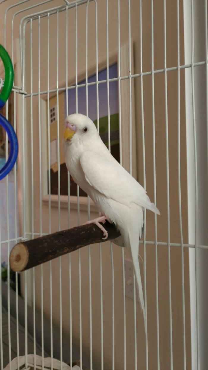 Your budgie may be a bit nervous at first, so give it time to adjust to its new surroundings before trying to play with it.