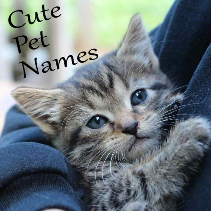 Cute Pet Names for Your New Animal Friend PetHelpful