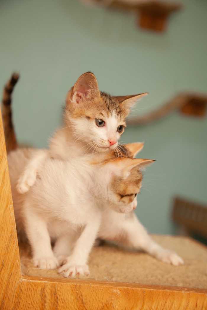 Know All About What and How To Feed Cats HubPages