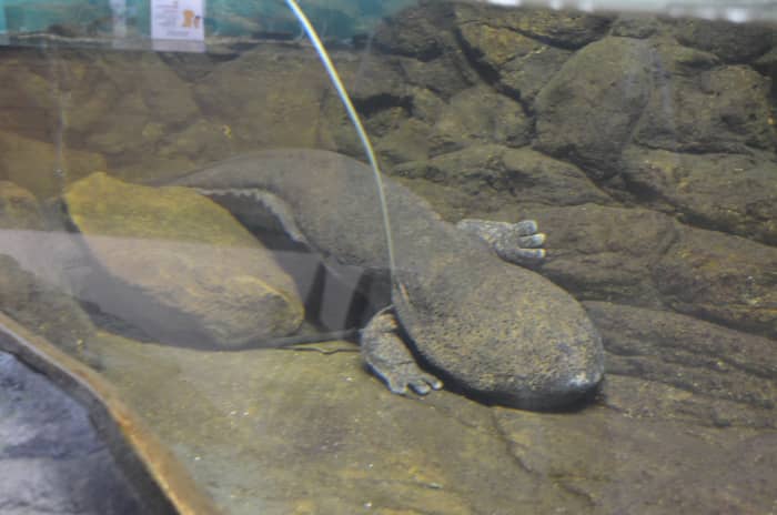 This guy's name is Sanshomaru. He's sixty years old, over 8.5 kgs (about 19 lbs) and as long as my arm.