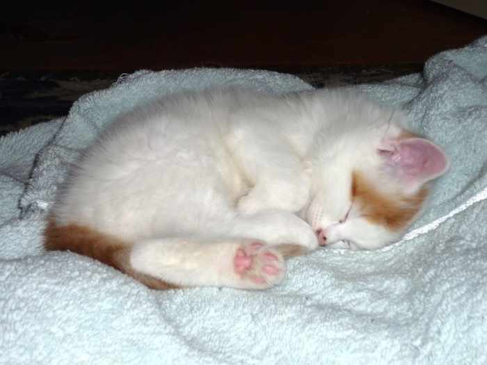 How to Safely Give Your Cat an Enema Without a Vet Visit PetHelpful