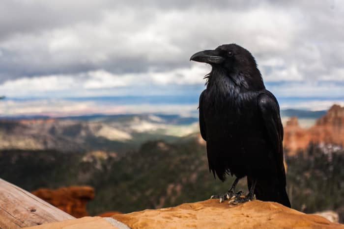 smartest-birds-of-all-time-crows-raven-and-magpie