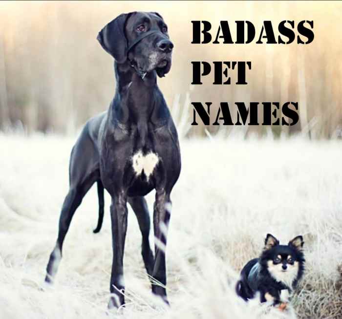 Badass Pet Names for Your Killa Companion PetHelpful