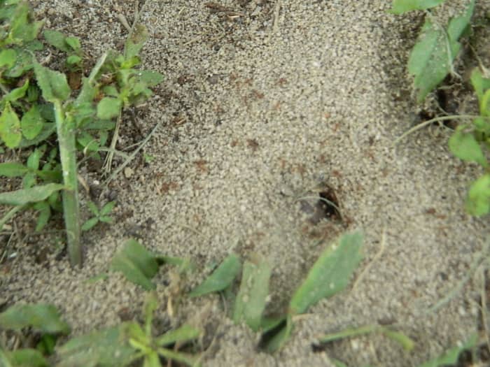Fire Ants ~~ the Good, the Bad, and the Awful - HubPages
