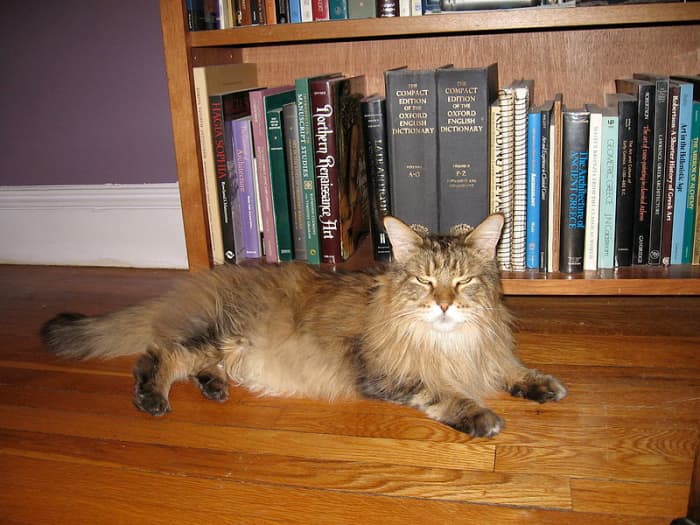 Older cats can develop arthritis as well.