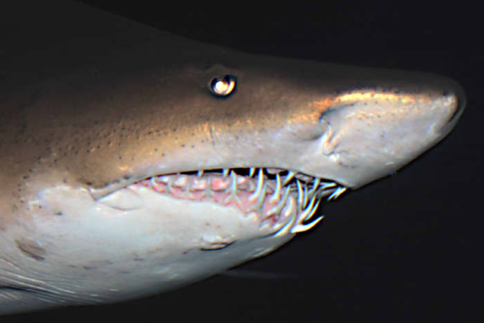 Down in the basement below the luxury shops and showrooms, lurk the denizens of the deep in Ocean World