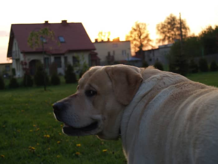 Obesity leading to heat stroke is also one of the reasons dogs can collapse during exercise.