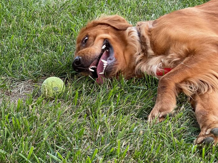 Although Labs are the most commonly affected breed with exercise induced collapse other dogs can be affected.