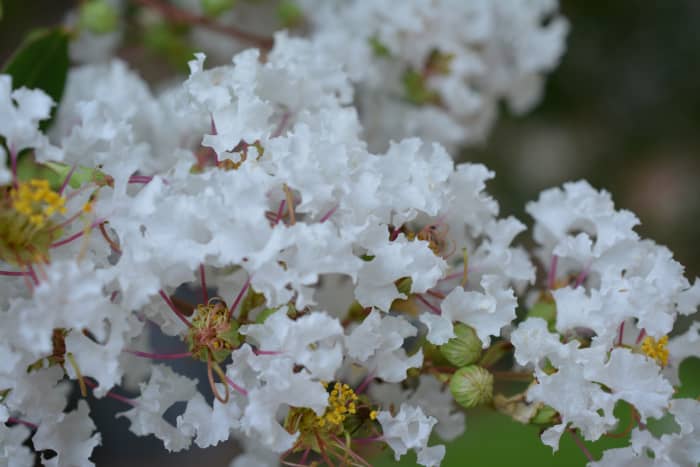 The white flowers of the Natchez Crepe Myrtle (Lagerstroemia indica x fauriei)