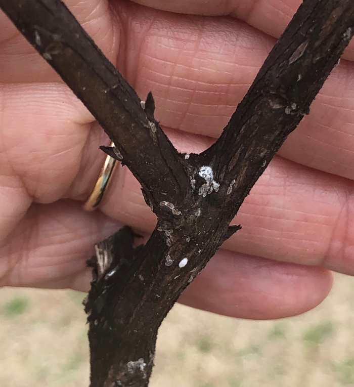Important News for Crepe Myrtle Lovers Bark Scale HubPages