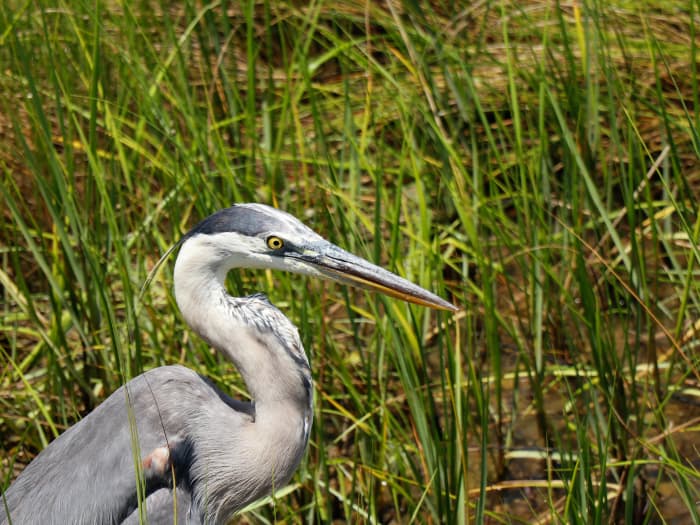 South Florida Attractions: Nature Centers and Wildlife Preserves ...