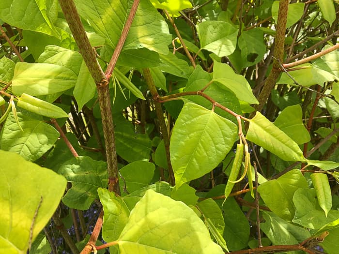 The straight or slightly angled base of typical Japanese knotweed leaves can be seen in this photo.