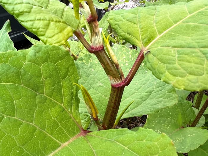 A close-up view of the knotweed on the grass verge that shows the membranous sheath above a joint