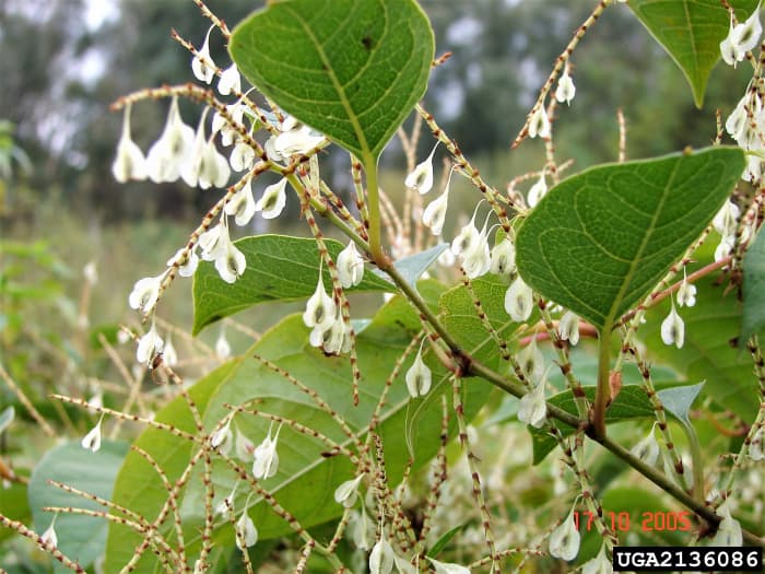 Japanese knotweed fruits