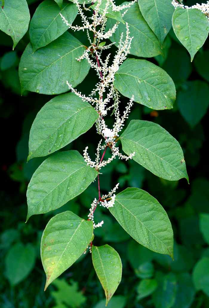 Japanese Knotweed Facts and Problems A Lovely Enemy Owlcation