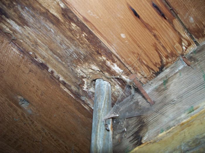 Unseen wood rot is dangerous. It may cause serious injury if left untreated.