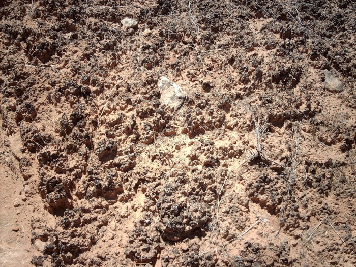 Bio Crust