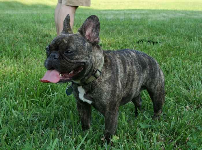 What Is the Best Food to Feed My French Bulldog? HubPages