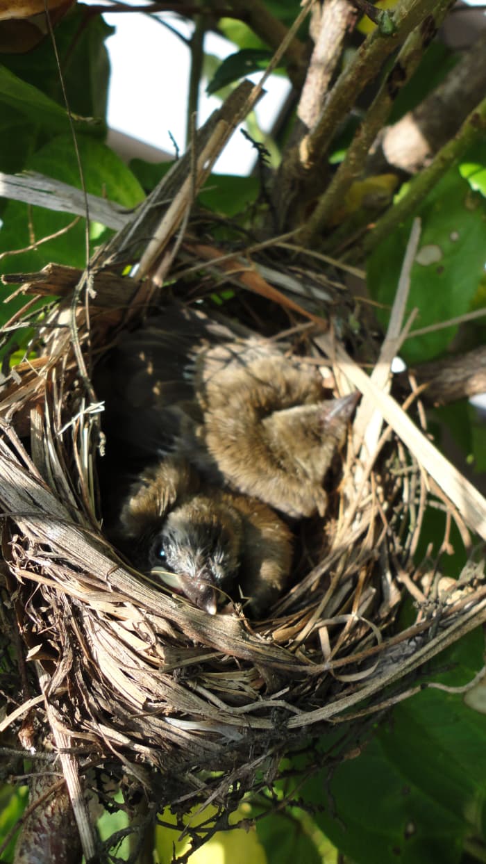 Day 4 & 5: Feathers dried, color changing and growing. Always sleeping throughout the day. One is awake!