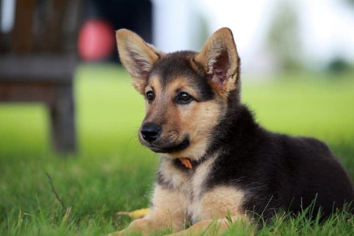Is Purina Good For German Shepherds HubPages