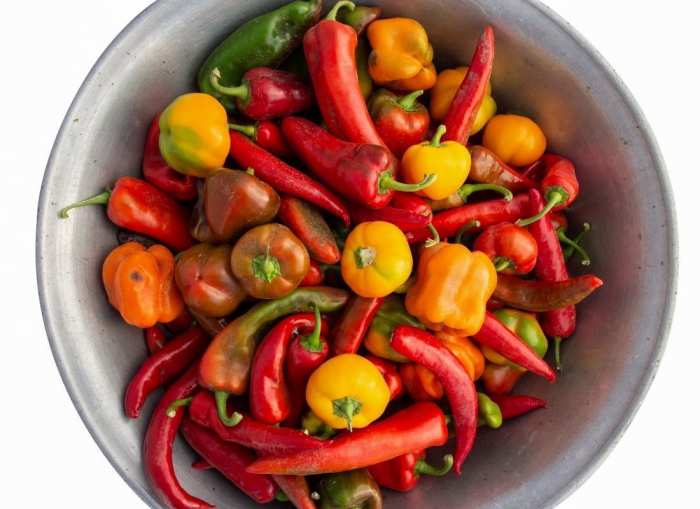 How Long Do Peppers Last After Picking? (Plus Storage Tips) Delishably