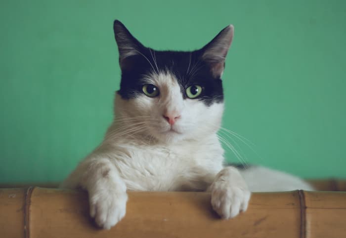 Choosing the right foods to keeping your cat indoors are two ways to help prevent him or her from being infected with Toxoplasma gondii.