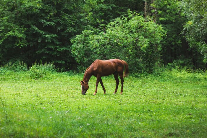 Moving your horse from a stall to a pasture may help extend their life a bit, but it won't keep them from declining due to heaves.