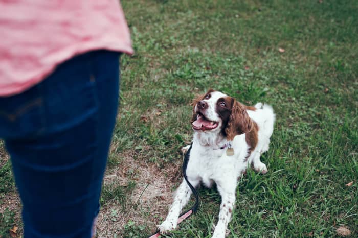 Walking, training, sitting, or cleaning up after dogs is a great way for a teenager to make money this summer.