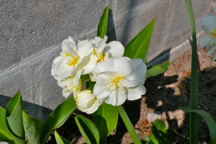 Double daffodils bloom shyly against the wall almost overshadowed by the brilliant azaleas.