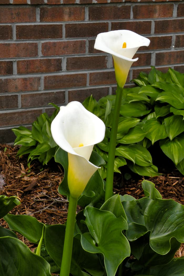 A white calla lily is a most perfect flower. It's understandable why it is a favorite of brides.