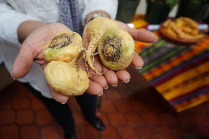 Maca is a root native to Peru.