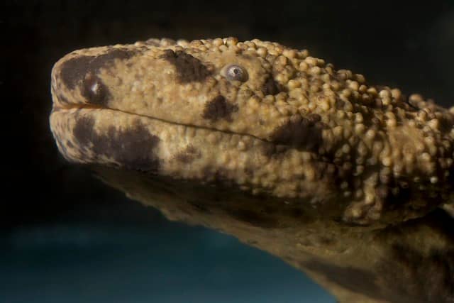 Longest Living Amphibian: Japanese Salamanders have been verified to live up to 52 years in captivity.