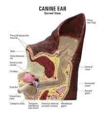 This is a good diagram for a healthy ear. Having a basic understanding of the anatomy of your pet will help you to better care for them at home and better communicate with your veterinarian.