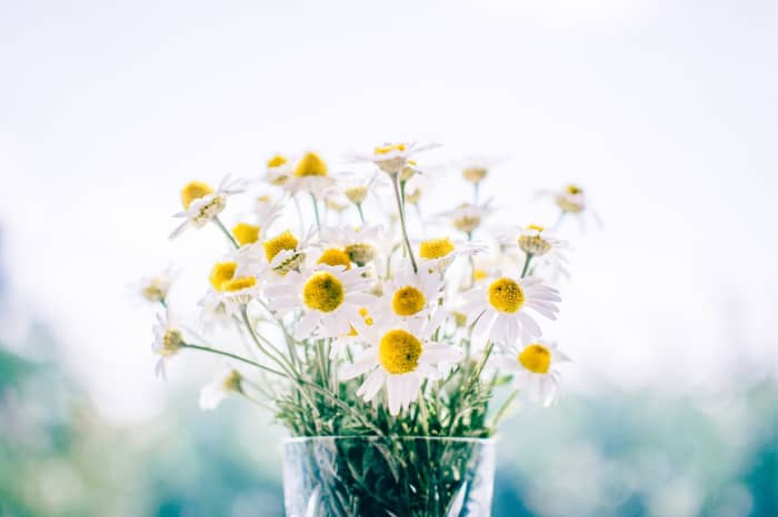 If you want flowers, daisies are probably about the least expensive. Use simple glasses or canning jars as vases.
