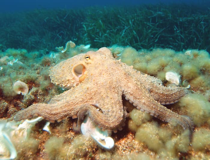 The Common Octopus