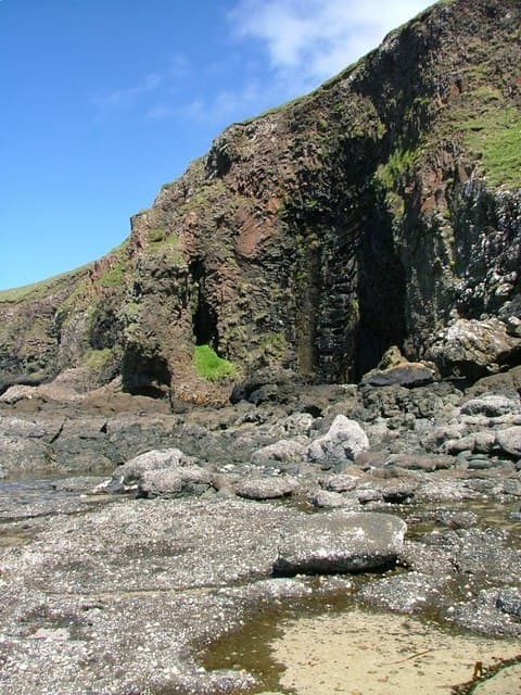 Maculloch's tree