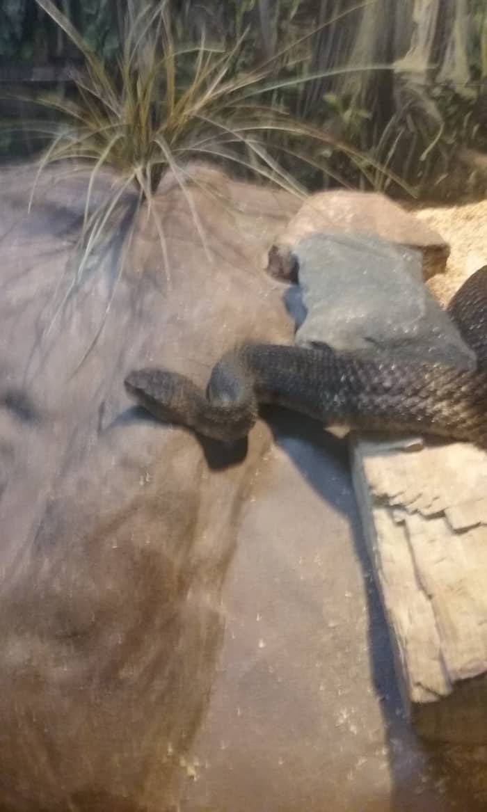 There are various large snakes and other reptiles exhibited at the Greensboro Science Center in Greensboro, North Carolina.