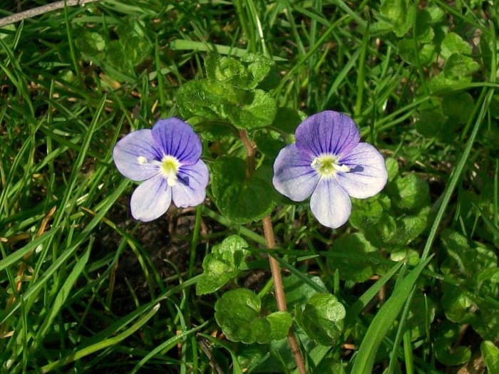 Creeping (slender) speedwell.