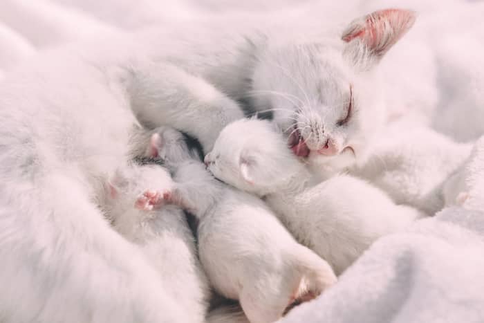 Even if your cat is purebred she should not have kittens unless you are able to find permanent homes for them.
